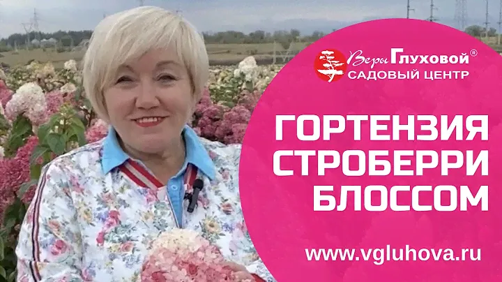 Гортензия метельчатая Строберри Блоссом